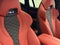 2024 BMW X6 M Competition